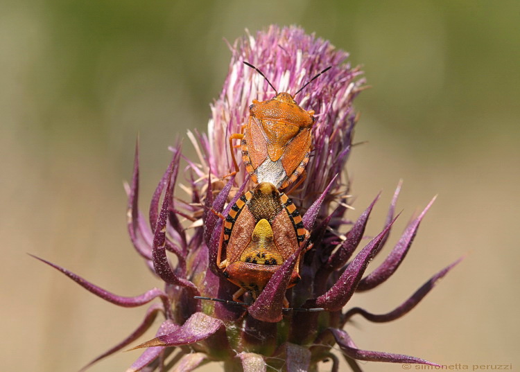 Carpocoris purpureipennis ?